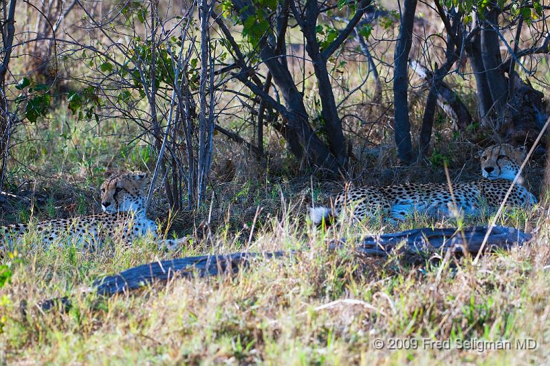 20090618_092521 D300 X1.jpg - Cheetah at Selinda Spillway (Hunda Island) Botswana